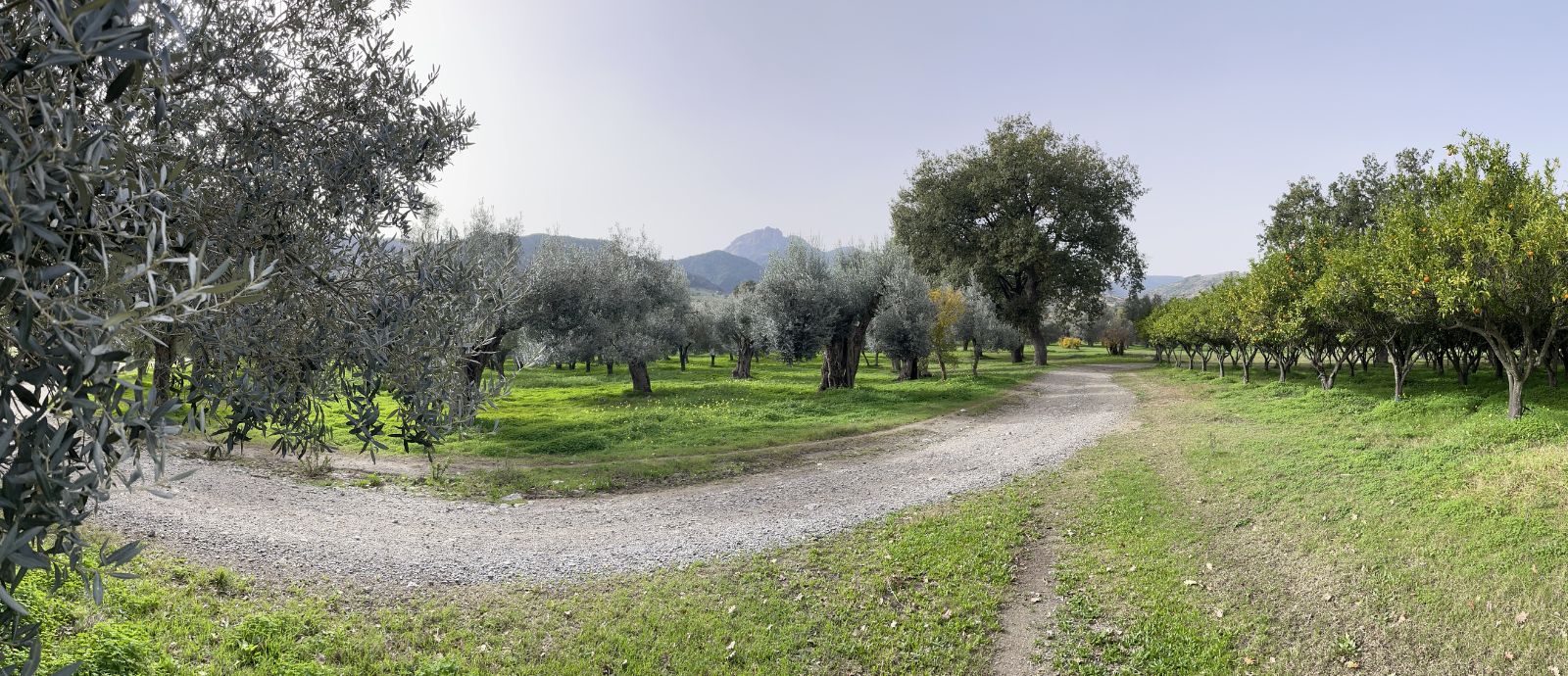 Azienda agricola Barone G.R. Macrì