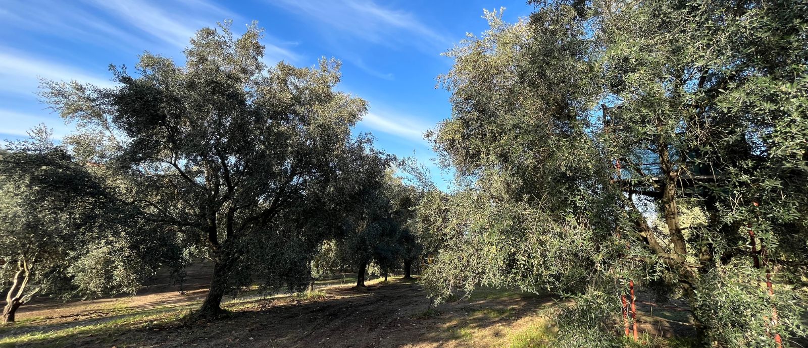 La via dei frantoi nel Parco d’Aspromonte